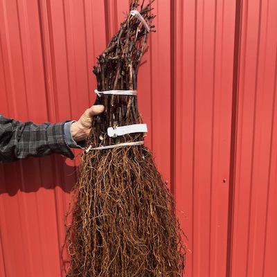 Tempranillo Grape Vine - 1 Bare Root Live Plant